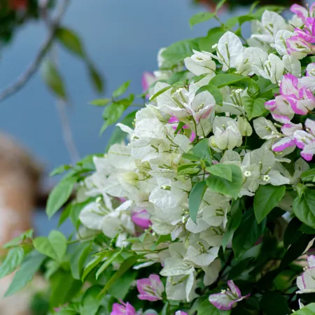 Pure Orchid Retreat