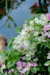 Pure Orchid Retreat