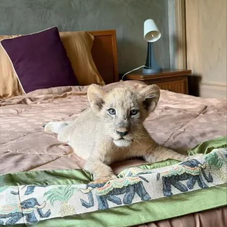 Lion Cafe Resort