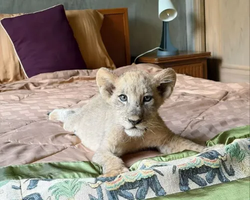 Lion Cafe Resort Hotels in Hang Dong