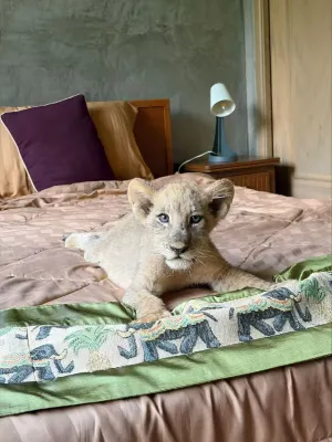 Lion Cafe Resort