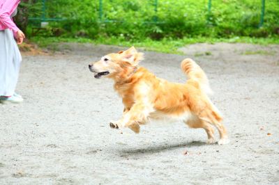 共有エリア 高山わんわんパラダイスの写真