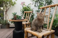 Sukiu Homestay - Romantische