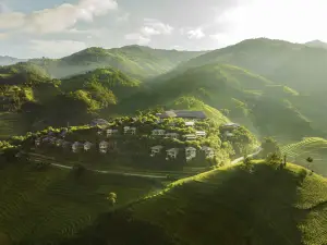 Garrya Mù Cang Chải