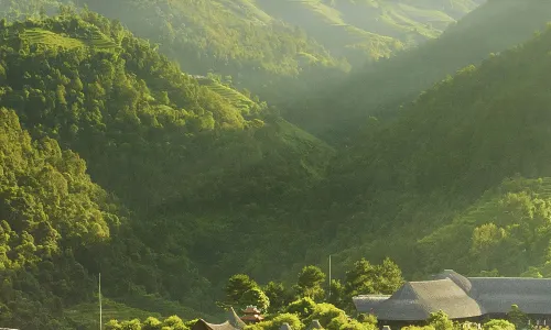 Garrya Mu Cang Chai
