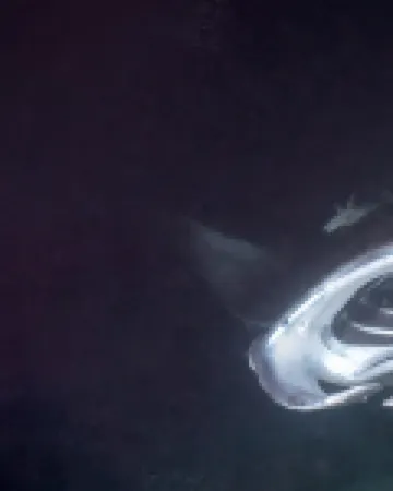 SCUBA HAVEN Fuvahmulah Guesthouse 酒店