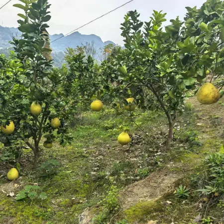 Hefeng County is here for you homestay