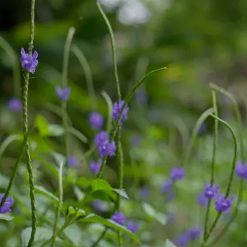 Antheia Resorts, Pawna Lake - Luxury Boutique Resort