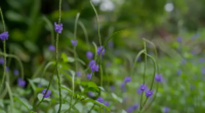 แอนเธีย รีสอร์ตส์, พาวนา เลค - ลักชัวรี บูทีค รีสอร์ต