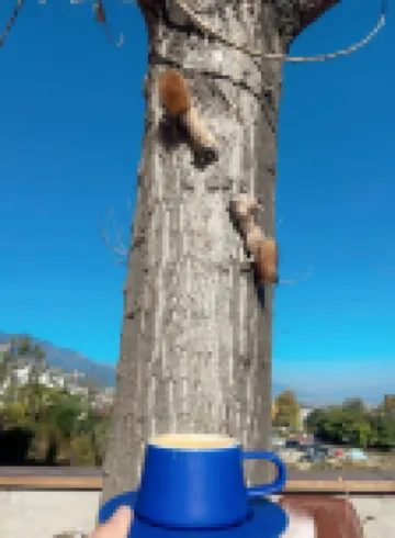 Dali · Lingyulan | DaLi Spring Mountain · Designer's Mountain-View Homestay (Cangshan Branch)