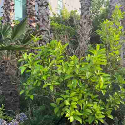 Dodu trophycal Pool Villa near by Airport Hotel Exterior