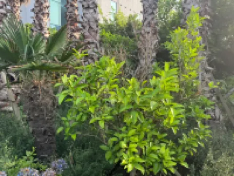 Dodu trophycal Pool Villa near by Airport