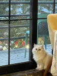 Blossoms Art Hotel German Style Ocean View Historical Villa - Inns