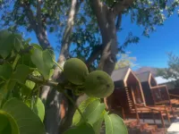 Walnut on Russell