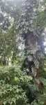 Motuo Cloud Homestay - Bergblick