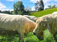 Alpine View Lodge Hotels in Wanaka