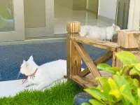 Blossom Lane Homestay · Holiday Villa (Shanghai Pudong Airport) - Villas
