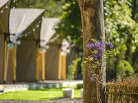 Grow Tree Glamping Hotels in Miaoli