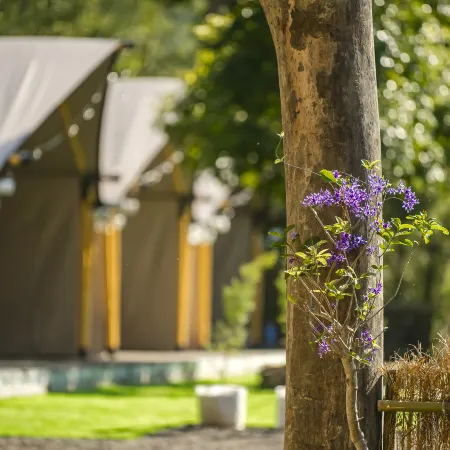 Grow Tree Glamping