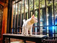 WOOD WOOD HOSTEL Hotels in Vientiane