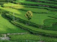 Qianyan Ecological Tea Garden Homestay (Danzhai Shiqiao Ancient Papermaking Cultural Scenic Area) - غرفة مطلة على الجبل