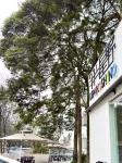 Half Xingye Demihoshino Hotel (Dujiangyan Irrigation Project Confucian Temple Store) Hotel in zona Hongkou Nature Reserve