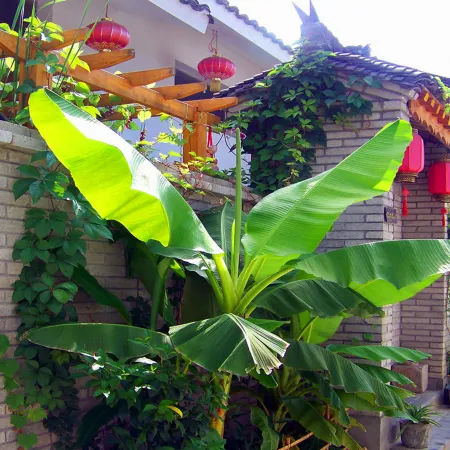 Laojiahanshe
