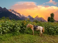 Xueyu Qieman Homestay (Baisha Ancient Town Branch) Hotels in Yulong