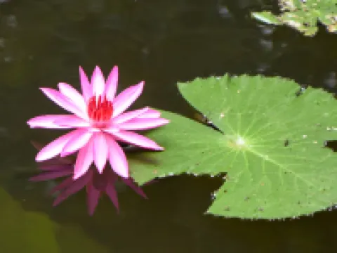 Maisons Wat Kor Hotels in Battambang