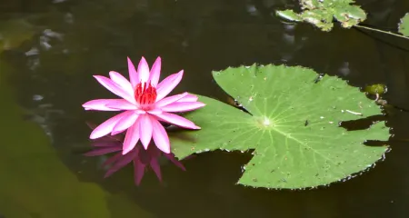 Maisons Wat Kor Отели в г. Prek Preah Sdech