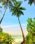 Dhiffushi Tourist Hotel Hotels in 