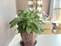 Home Inn Select (Wenling Hengfeng Branch)