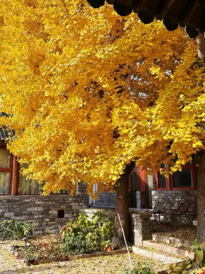 Two Ginkgo Trees · Old House Courtyard Homestay (Tianjin Jizhou Xijingyu) Hotels near Xijingyu Village