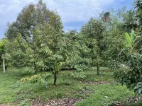 Bansuan Banjong Akkson