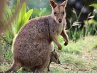 Amaroo Rainforest Resort Hotels in Nelly Bay