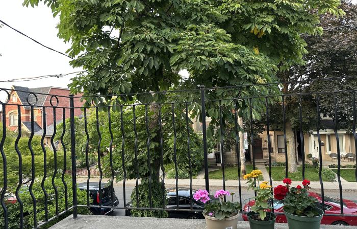 Maple Grove Cottage Inn Toronto Downtown with Free Parking