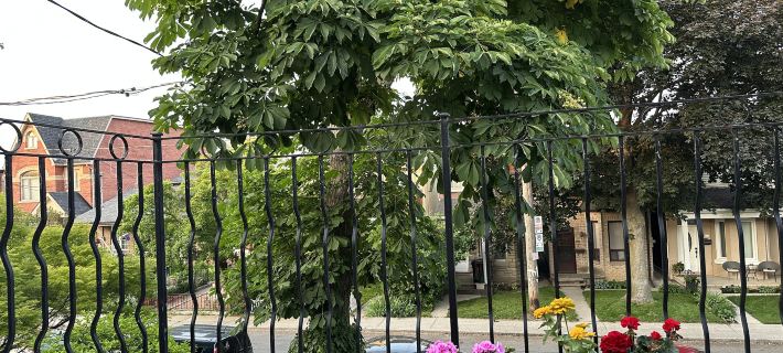 Walk to FIFA Maple Grove Inn with Free Parking Hotéis em Toronto
