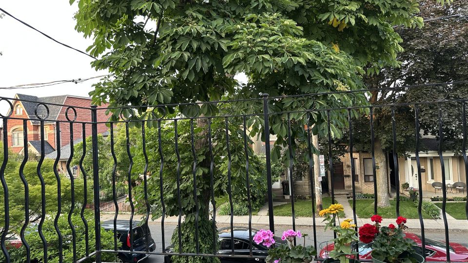 Maple Grove Cottage Inn Toronto Downtown with Free Parking