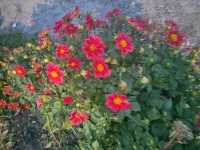 Erguna Yana Travel Home Hotels in Linjiang Village