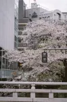 京遊話 綠野仙踪 高瀬川/鴨川 - ヴィラ