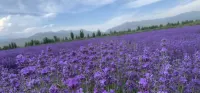 Banshanjian Xiyuan | Mid·Mountain Stream Manor Homestay (Guozigou Pasture) - Mountain view