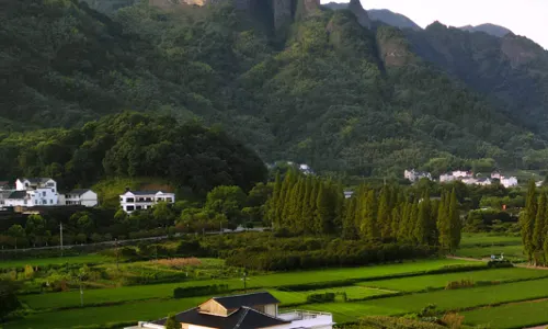 MOUNTAIN FIELD  FLOWER HOUS