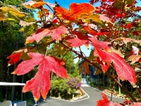 MounTours Resort - Mountain view