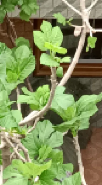 Kashgar Courtyard Style Homestay โรงแรมใกล้ศูนย์กลางหอประชุมและนิทรรศการนานาชาติกาซี