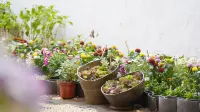 Cloudtop Garden LUMI Lijiang 리장 호텔