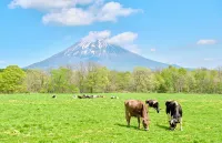 Mercure Niseko Resort (Opening November 2026) - Gym