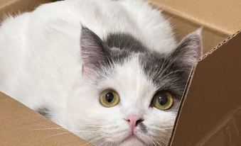 Mountain Whisper & Blooming Verse Scenic View Inn (Zhaoxing)