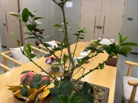 Chonpines Hotel Zhanjiang Donghai Island Store