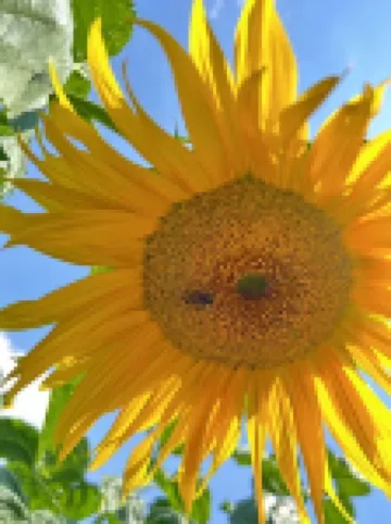 Mu Yi Mu Yi See the mountains and wild luxury art vacation