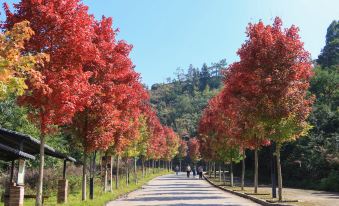 Xinfeng Lingnan maple leaves World